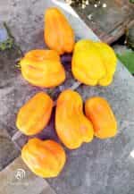 Ντομάτα Κίτρινη ''Drapee'' - Image 5