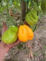 Ντομάτα Κίτρινη ''Drapee'' - Image 6