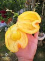 Ντομάτα Κίτρινη ''Drapee'' - Image 7