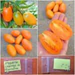 Ντομάτα Πορτοκαλί ''Orange Banana''