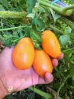 Ντομάτα Πορτοκαλί ''Orange Banana'' - Image 2