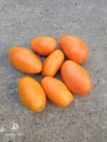 Ντομάτα Πορτοκαλί ''Orange Banana'' - Image 3