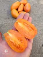 Ντομάτα Πορτοκαλί ''Orange Banana'' - Image 4
