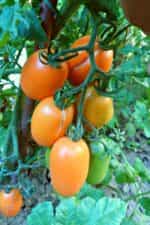 Ντομάτα Πορτοκαλί ''Orange Banana'' - Image 5