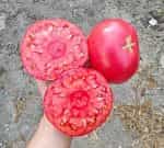 Ντομάτα ''Brandywine'' Ροζ - Image 2