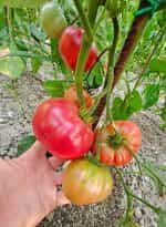 Ντομάτα ''Brandywine'' Ροζ - Image 3