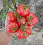 Ντομάτα ''Brandywine'' Ροζ - Image 4