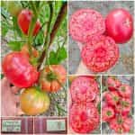 Ντομάτα ''Brandywine'' Ροζ