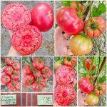 Ντομάτα ''Brandywine Pink'' Ροζ Παραδοσιακή