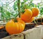 Ντομάτα ''Brandywine'' Κίτρινη - Image 2