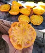 Ντομάτα ''Brandywine'' Κίτρινη - Image 4