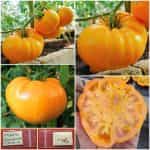 Ντομάτα ''Brandywine'' Κίτρινη