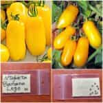 Ντομάτα Κίτρινη ''Banana Legs''