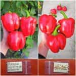 Πιπεριά Κόκκινη Φλάσκα