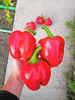 Πιπεριά Κόκκινη Φλάσκα - Image 2