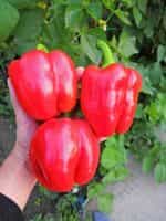 Πιπεριά Κόκκινη Φλάσκα - Image 3