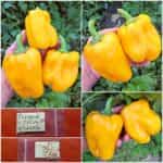 Πιπεριά Κίτρινη Φλάσκα