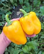 Πιπεριά Κίτρινη Φλάσκα - Image 2