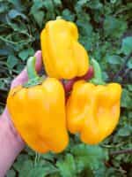 Πιπεριά Κίτρινη Φλάσκα - Image 3