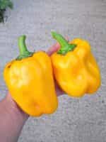 Πιπεριά Κίτρινη Φλάσκα - Image 4