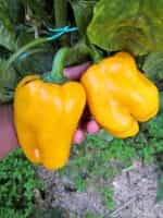 Πιπεριά Κίτρινη Φλάσκα - Image 5