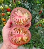 Ντομάτα ''Cherokee Purple'' - Image 2