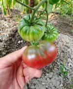 Ντομάτα ''Cherokee Purple'' - Image 3