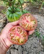 Ντομάτα ''Cherokee Purple'' - Image 4