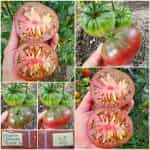 Ντομάτα ''Cherokee Purple''