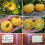 Ντομάτα Ροδάκινο ''Peach Garden''