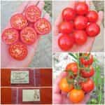 Ντοματίνι Γίγας ''Grandpa's Minnesota''