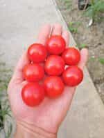 Ντοματίνι Γίγας ''Grandpa's Minnesota'' - Image 2