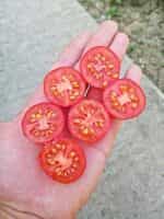 Ντοματίνι Γίγας ''Grandpa's Minnesota'' - Image 3