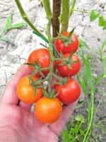 Ντοματίνι Γίγας ''Grandpa's Minnesota'' - Image 4