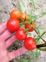 Ντοματίνι Γίγας ''Grandpa's Minnesota'' - Image 5