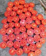 Ντοματίνι Γίγας ''Grandpa's Minnesota'' - Image 6