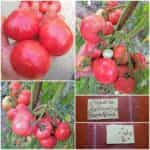 Ντομάτα ''Malinowy'' Βαρσοβίας