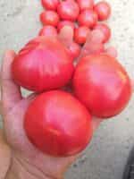 Ντομάτα ''Malinowy'' Βαρσοβίας - Image 2