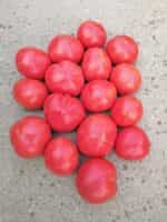 Ντομάτα ''Malinowy'' Βαρσοβίας - Image 3