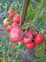 Ντομάτα ''Malinowy'' Βαρσοβίας - Image 4