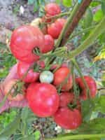 Ντομάτα ''Malinowy'' Βαρσοβίας - Image 5