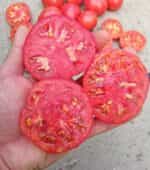 Ντομάτα ''Malinowy'' Βαρσοβίας - Image 6