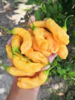 Πιπεριά ''Sugar Rush Peach'' Καυτερή - Image 2