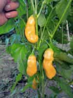 Πιπεριά ''Sugar Rush Peach'' Καυτερή - Image 4