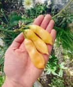 Πιπεριά ''Sugar Rush Peach'' Καυτερή - Image 5