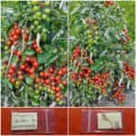 Ντοματίνι Νανάκι ''Gartenperle''