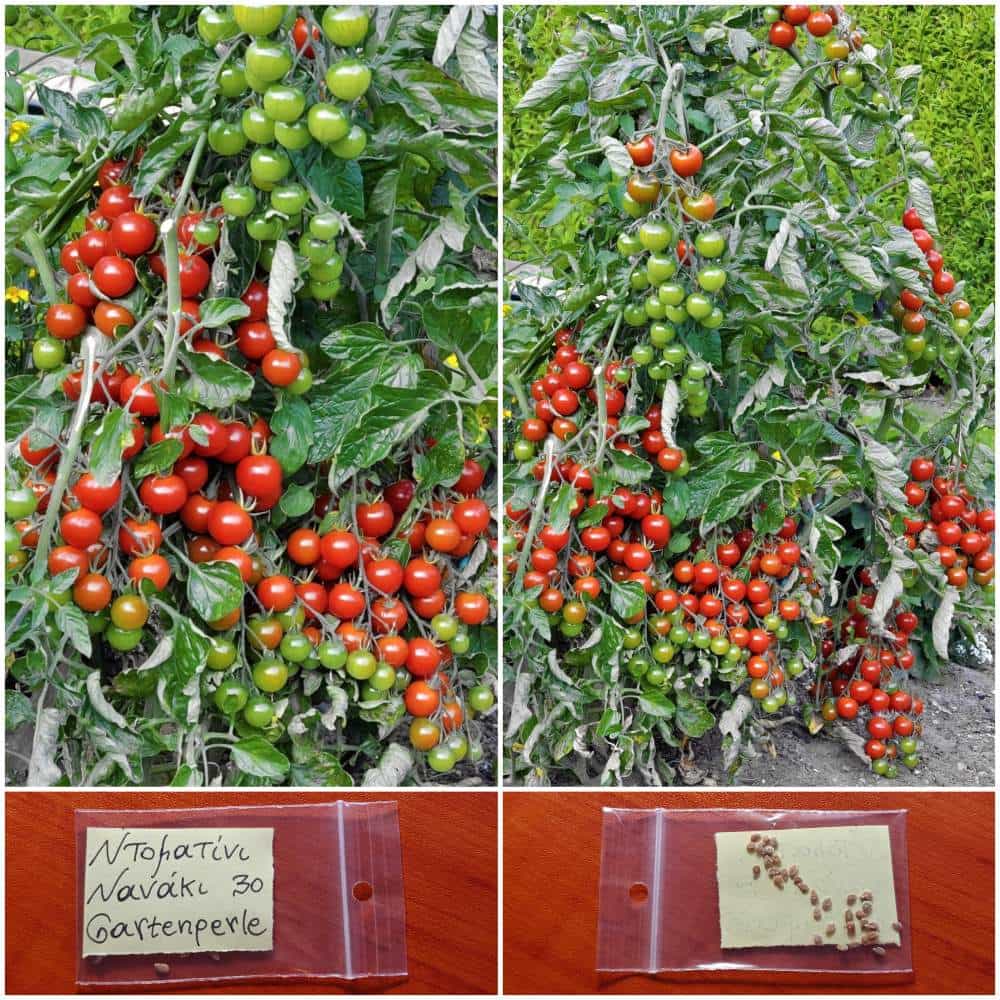 166 Ντοματίνι Νανάκι ''Gartenperle'' - Image 1