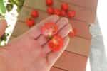 Ντοματίνι Νανάκι ''Micro Tom'' - Image 2