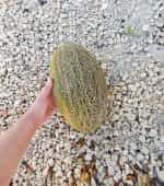 Πεπόνι ''Piel De Sapo'' - Image 2