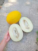 Πεπόνι ''Amarillo Canario'' Καναρίνι - Image 4